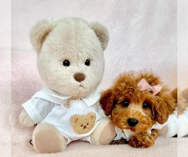Medium Photo #17 Poodle (Toy) Puppy For Sale in DELRAY BEACH, FL, USA