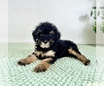 Small #4 Bernedoodle (Miniature)