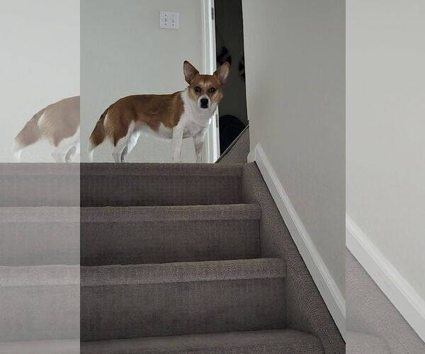 Medium Photo #7 Chihuahua-Unknown Mix Puppy For Sale in Denver , CO, USA