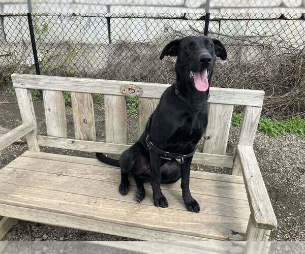 Medium Photo #8 Great Dane-Unknown Mix Puppy For Sale in Elmsford, NY, USA