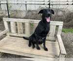 Small #7 Great Dane Mix