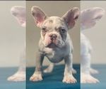 Small Photo #6 French Bulldog Puppy For Sale in CINCINNATI, OH, USA