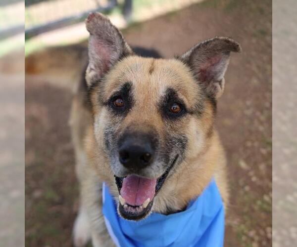 Medium Photo #1 German Shepherd Dog Puppy For Sale in San Antonio, TX, USA
