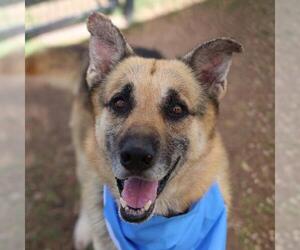 German Shepherd Dog Dogs for adoption in San Antonio, TX, USA