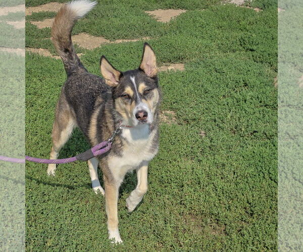 Medium Photo #4 German Shepherd Dog-Huskies  Mix Puppy For Sale in Huntley, IL, USA