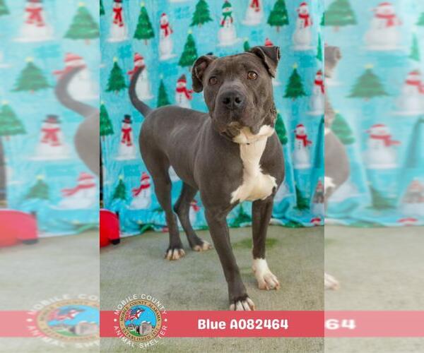 Medium Photo #2 American Bulldog-Unknown Mix Puppy For Sale in Mobile, AL, USA