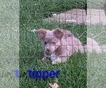 Small #7 Chihuahua