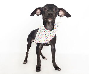 Chiweenie Dogs for adoption in phoenix, AZ, USA