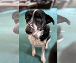 Small #2 Mutt