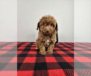 Cavapoo Puppy for sale in FRANKLIN, IN, USA