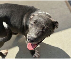 American Pit Bull Terrier Dogs for adoption in Tulsa, OK, USA