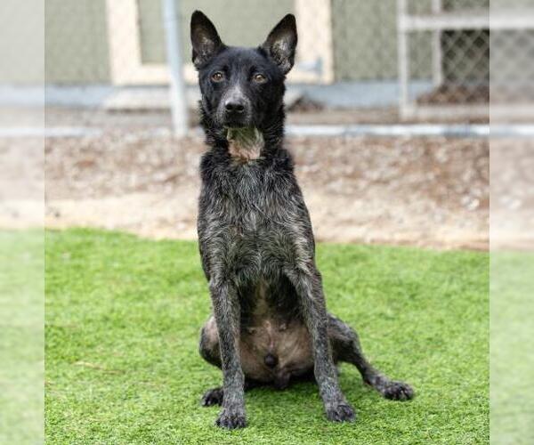 Medium Photo #1 Mutt Puppy For Sale in Camarillo, CA, USA