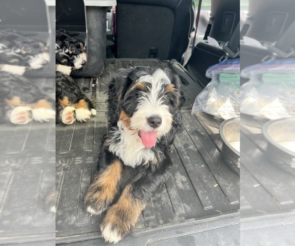 Medium Photo #44 Bernedoodle Puppy For Sale in MARTINSVILLE, IN, USA