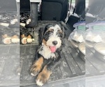 Small #2 Bernedoodle