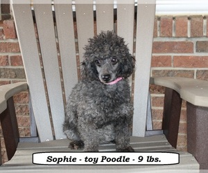 Mother of the Poodle (Toy) puppies born on 04/10/2025
