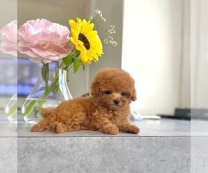 Poodle (Miniature) Dogs for adoption in SURRY, VA, USA