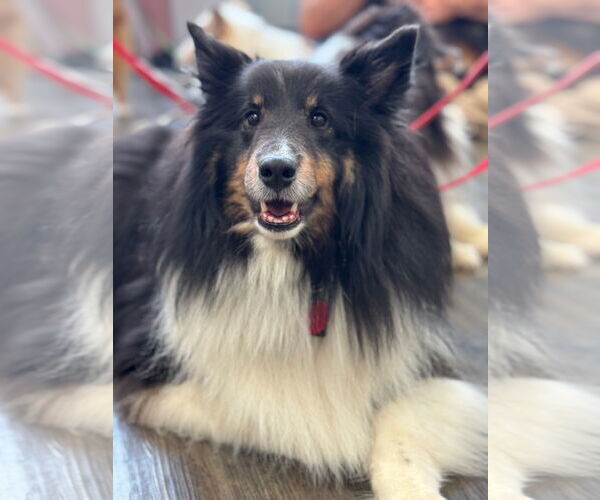 Medium Photo #3 Mutt Puppy For Sale in Columbus, OH, USA