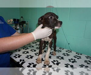 American Pit Bull Terrier Dogs for adoption in Ocala, FL, USA
