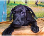 Small #3 Labrador Retriever Mix