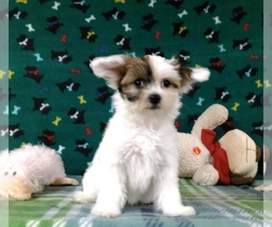 Chinese Crested Puppy for sale in WINSTON SALEM, NC, USA