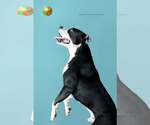 Small #2 American Pit Bull Terrier