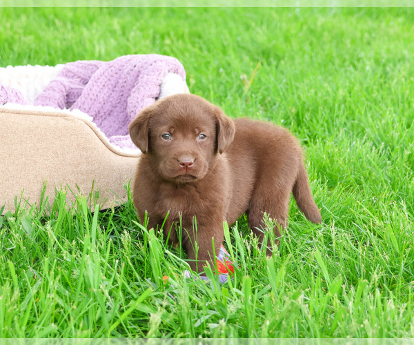 Medium Photo #2 Labrador Retriever Puppy For Sale in SYRACUSE, IN, USA