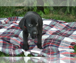 Small #2 Labrador Retriever