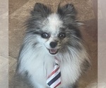 Small Photo #1 Pomeranian Puppy For Sale in PORTLAND, ME, USA