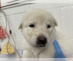 German Shepherd Dog-Unknown Mix Dogs for adoption in San Bernardino, CA, USA