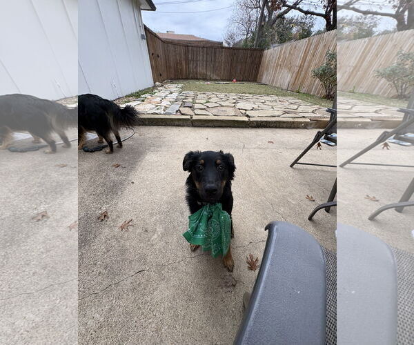 Medium Photo #2 Australian Shepherd-Unknown Mix Puppy For Sale in Dallas, TX, USA