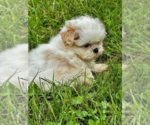 Shih Tzu Puppy for sale in SILEX, MO, USA