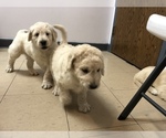 Small Photo #34 Goldendoodle-Poodle (Standard) Mix Puppy For Sale in BATON ROUGE, LA, USA