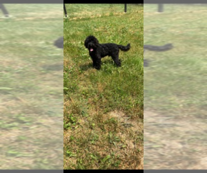 Doodle-Goldendoodle Mix Puppy for sale in WARSAW, IN, USA