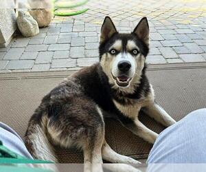 Siberian Husky Dogs for adoption in Stockton, CA, USA