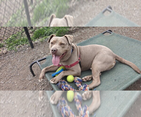 Medium Photo #19 Mutt Puppy For Sale in Elmsford, NY, USA