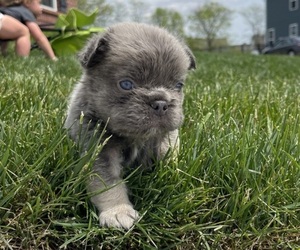 French Bulldog Puppy for Sale in FISHERS, Indiana USA
