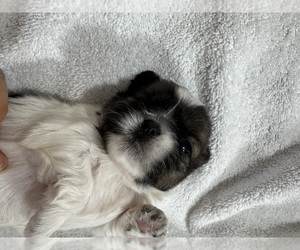 Shih Tzu Puppy for sale in SPIRIT LAKE, IA, USA