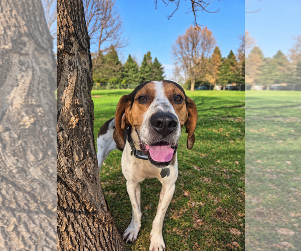 Medium Photo #3 Treeing Walker Coonhound-Unknown Mix Puppy For Sale in Crystal, MN, USA