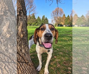 Rudy - Male Treeing Walker Coonhound-Unknown Mix Dog for Adoption - Photo #3