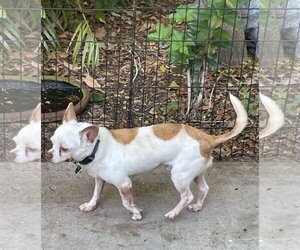 Chihuahua-Unknown Mix Dogs for adoption in Fort Myers, FL, USA