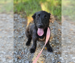 Mutt Dogs for adoption in Cranston, RI, USA