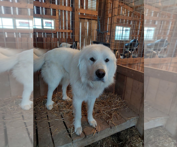 Medium Photo #1 Great Pyrenees Puppy For Sale in BEE SPRING, KY, USA