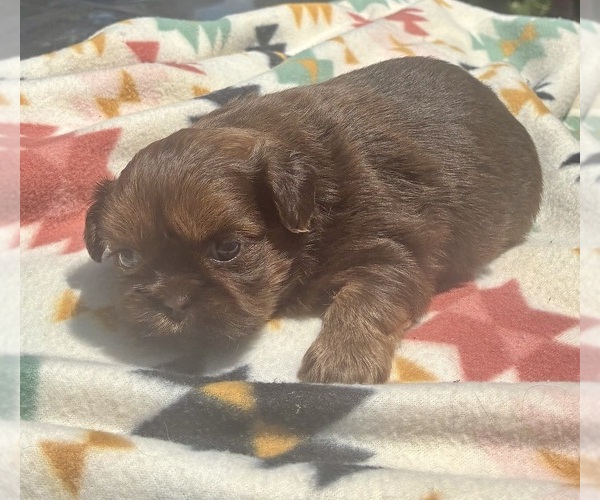 Medium Photo #5 Shih Tzu Puppy For Sale in DUFF, TN, USA