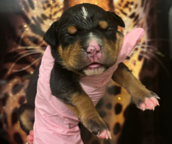 Medium Photo #2 American Bully Puppy For Sale in SEVERN, MD, USA