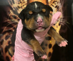 Small #1 American Bully