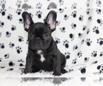 Small Photo #4 French Bulldog Puppy For Sale in HINSDALE, IL, USA