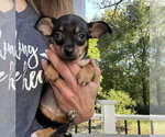 Small Photo #4 Chipin Puppy For Sale in Shermans Dale, PA, USA