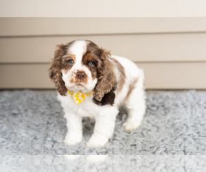 Cocker Spaniel Puppy for sale in MILLERSBURG, IN, USA