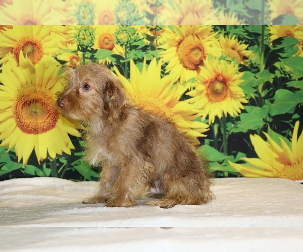 Medium Photo #28 Yorkiepoo mix (+ Poodle Toy) Puppy For Sale in DYERSBURG, TN, USA