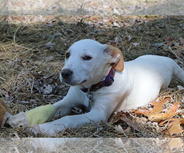 Medium Photo #3 Pointer-Unknown Mix Puppy For Sale in Union, WV, USA